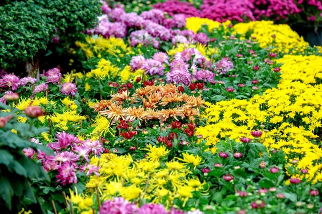 “花开北京·菊韵金秋” 2025北京菊花文化节在北海公园启幕 | 动态
