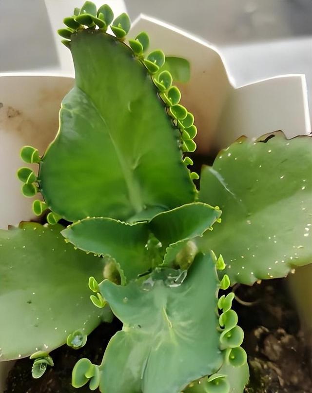 女子吐槽“满屋顶的不死鸟”，求消灭方法，网友：我能把它养死~