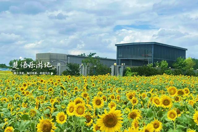 浙江宁波的江岸向日葵花海，与3处诗意荷塘相邻，拍照超级出片