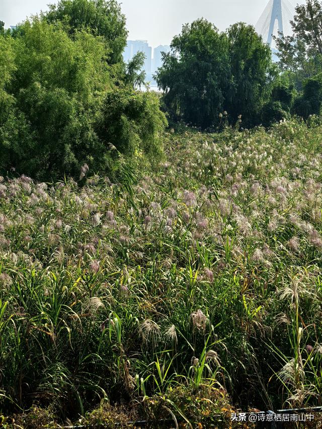 环长江(内环)骑行观光的路线与趣味:一江秋光连天际，满城烟火…