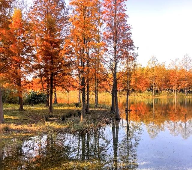 上海版“阿勒泰”？三林滨江落羽杉美成油画，期待早日开放。