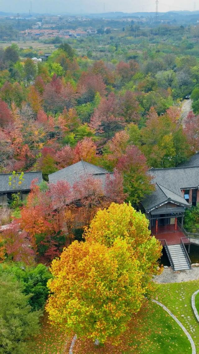 秋日限定浪漫!1000亩银杏染成“黄金海”