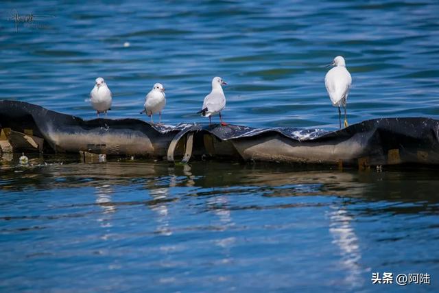 洱海鸟事之：没有鸬鹚代为狩猎，红嘴鸥们的伙食标准似乎有点差哦
