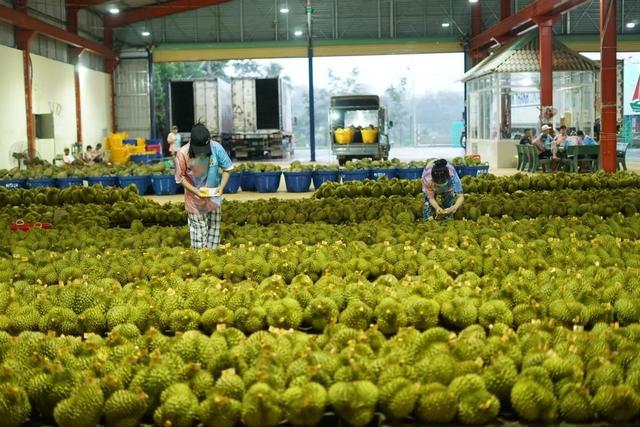失去中国市场后，大量水果烂地里卖不出去，现在开始后悔得罪中国