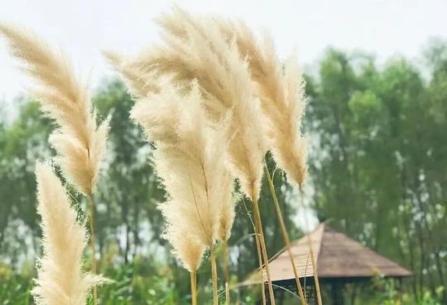 斑斓秋日红荷湿地 “赏草季”浪漫开启~~~