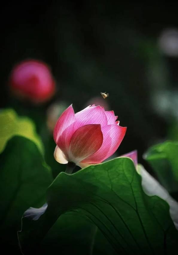 长春限定！点击收获绝美花开瞬间→