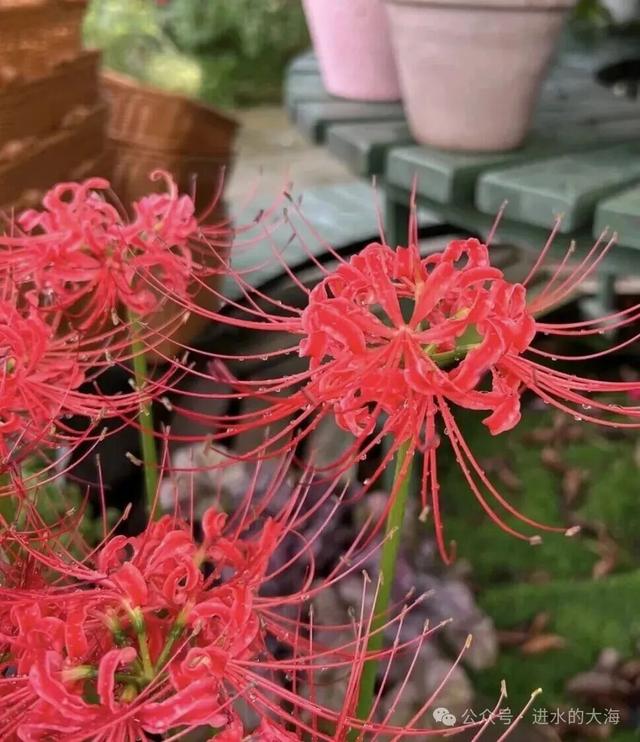 这8种花家中“不能养”，对身体有危害，一盆也不行！