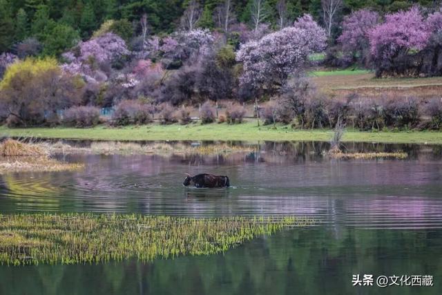 霸榜！西藏边城连续5年美出圈！