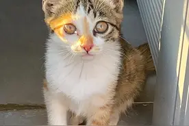 猫咪走丢后，内心会记挂主人吗？答案来了！图片