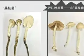 有毒！小心冒牌“荔枝菌”，曾有人中招图片