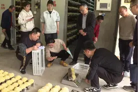 福建首个食用菌航天育种新品种在古田通过鉴定图片