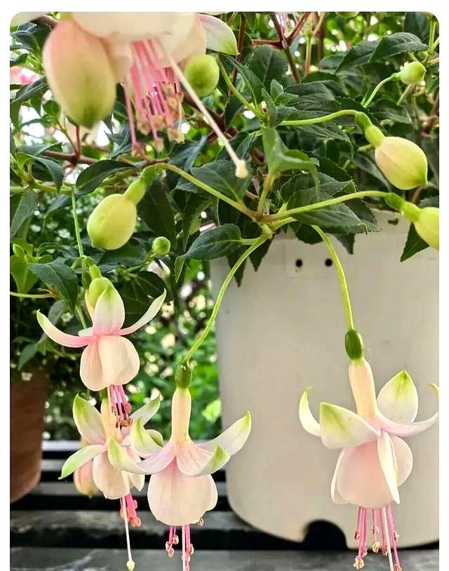 气温一降，这4种花苏醒了！赶紧大水伺候，元旦前必爆盆