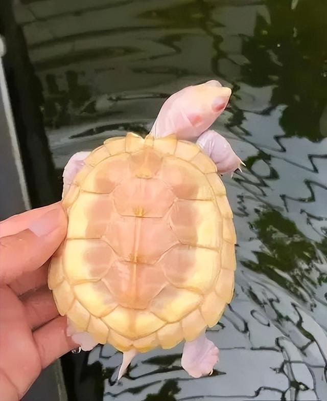 这三种龟和鱼混养绝配！颜值爆表还超省心，尤其第3种太意外了