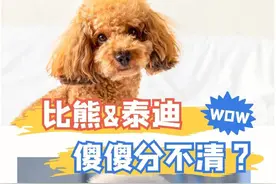 “泰迪”和“比熊”有啥不同？区别很大，很多人都买错了图片