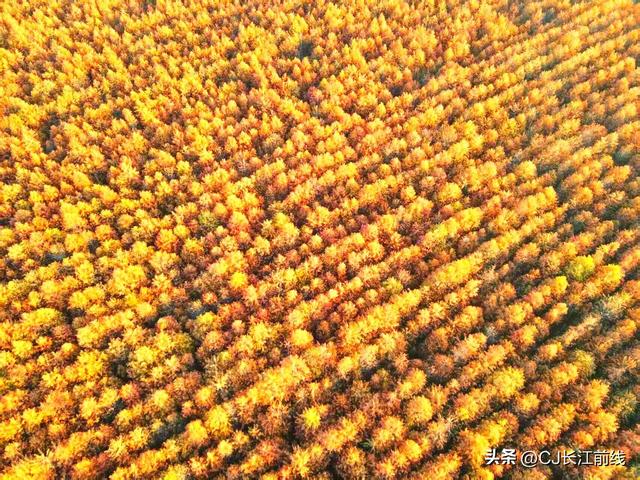 河南淮滨：“麻布地毯”上的一片杉林红