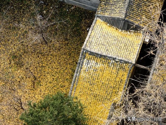 天子峪口，百塔寺的古银杏