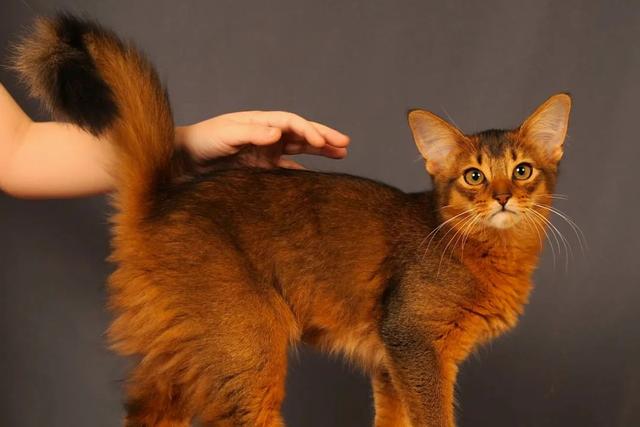 全世界100个宠物猫品种大赏！