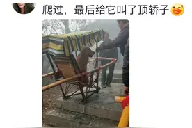 带狗爬过山吗？网友：爬过！到后来狗还是狗，人已累成了狗！图片