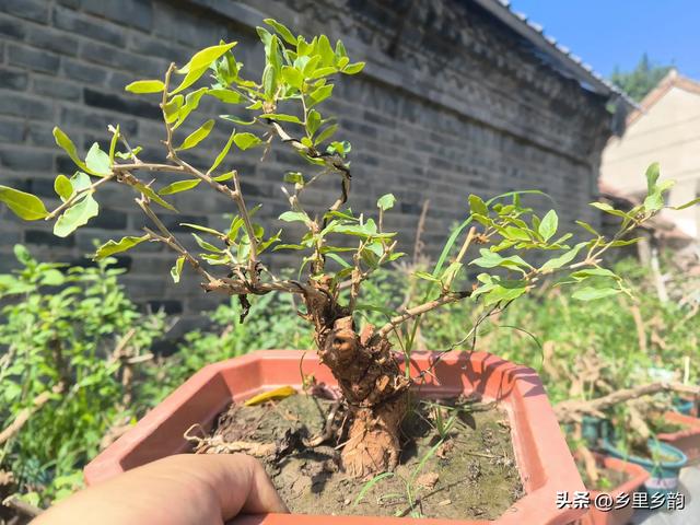 春植的盆景老桩如果还没有成活,你可以这样处理,还会有希望