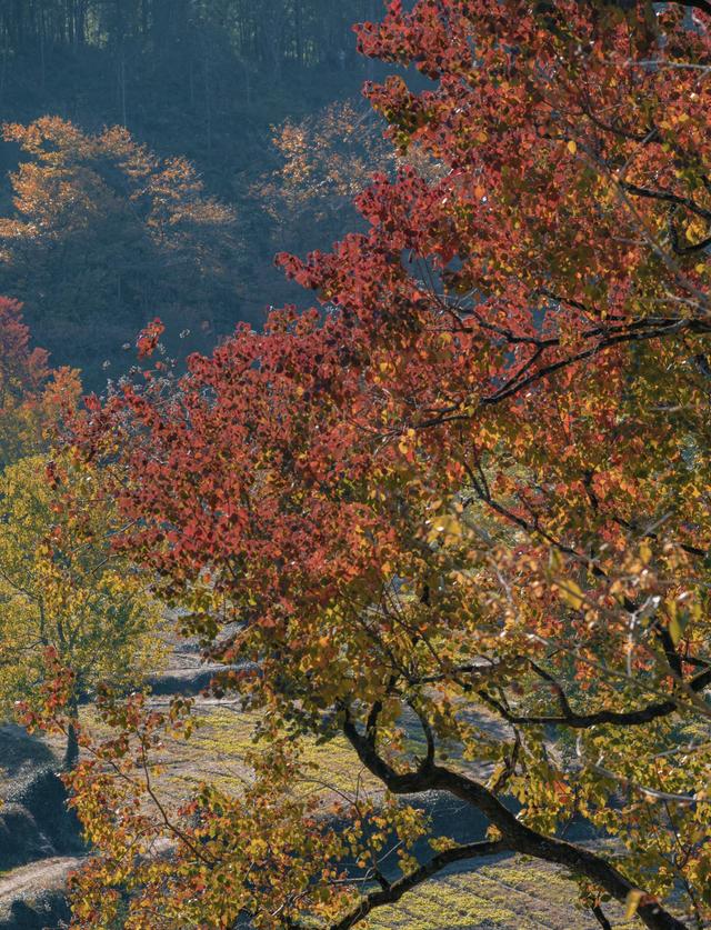 乌桕红、稻田黄、白墙黛瓦：塔川，光看图已醉！