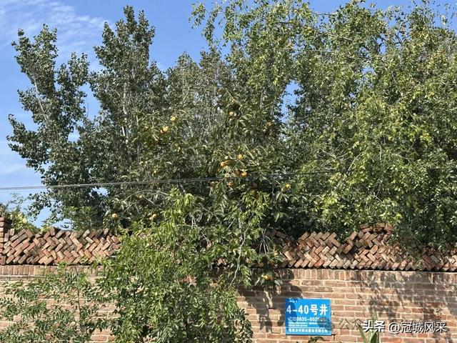 冠县乡韵·兰沃乡大柳邵村