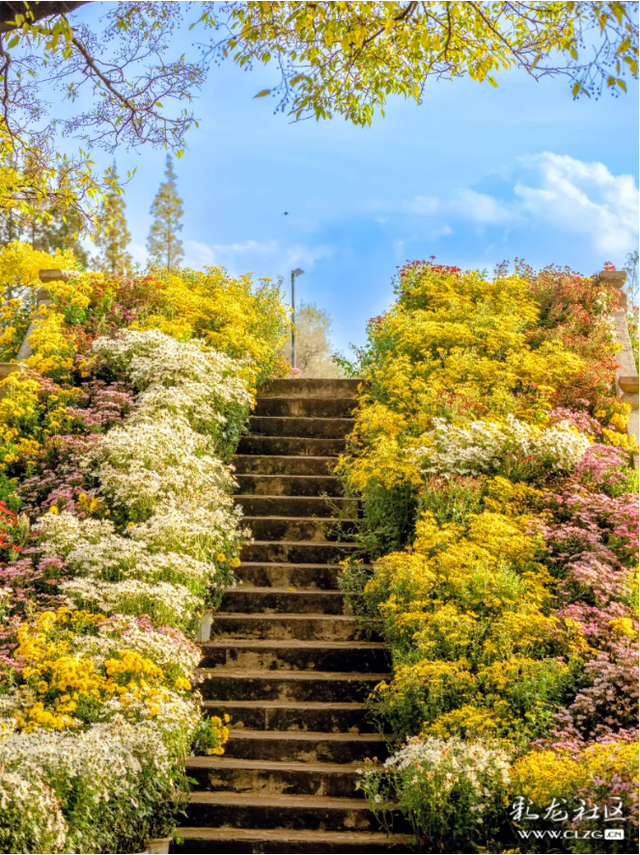 昆明大观公园｜金秋菊花展，旅拍很出片！（附攻略）