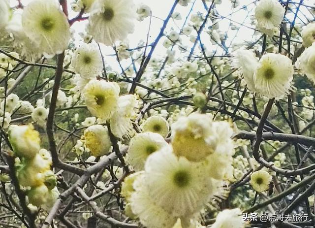 成都唐代园林梅花开了，被严重冷落，红墙青瓦，美到震撼！