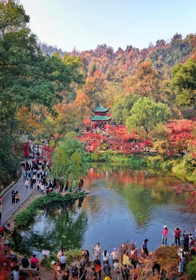 南方冬意，藏在这一亭红枫里