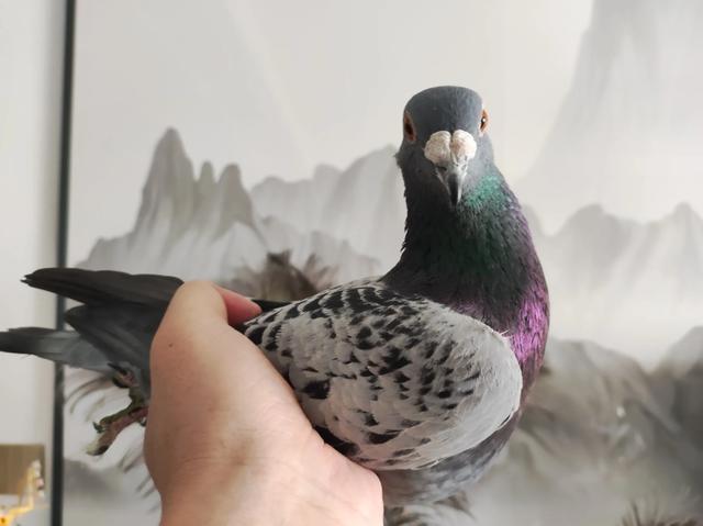 纯正的詹森鸽
