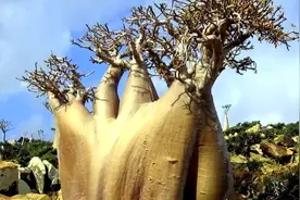 能活5000年的非洲古树，能吃能喝还能住人，为什么现在接近于无？图片