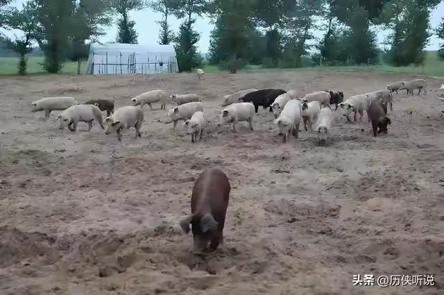 西方专家：中国往沙漠里放了10万头黑猪，竟把2万亩沙地变成绿洲