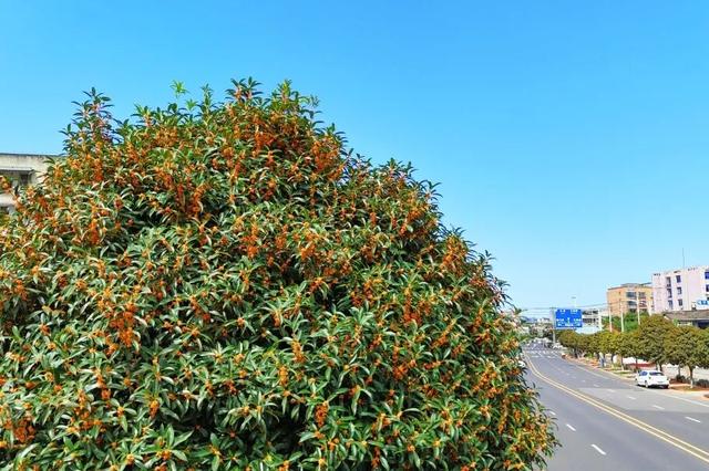 花漾邛州 | 秋意浓，满城桂雨润临邛