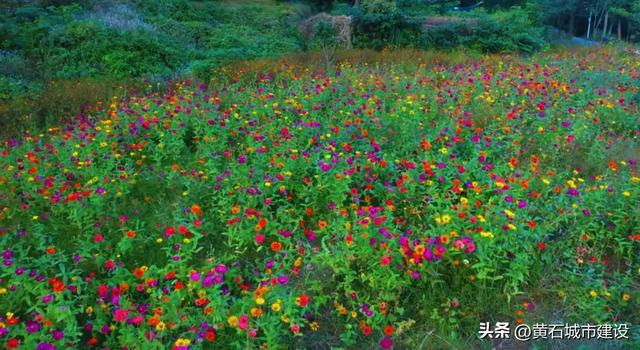 秋日遛娃天花板！黄石这里的百日菊花海美翻了