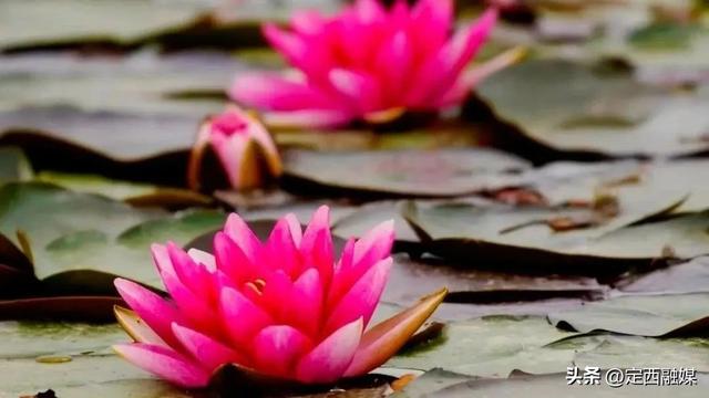 在你眼中，定西夏天的颜色是_____？