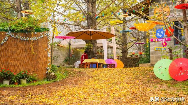 千年银杏染醉腾冲秋——走进“中国银杏第一村”