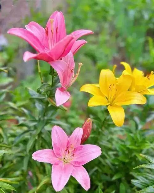 阳台院子必种！这10种花堪称传家宝＂，栽1回年年爆花