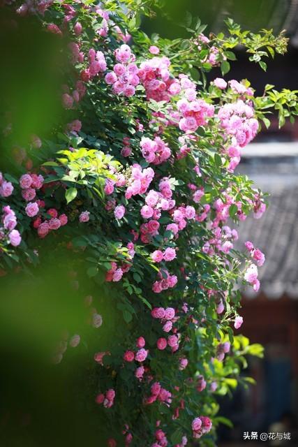 南昌蔷薇花爆火！满城花墙温柔缱绻，治愈整个暮春时光