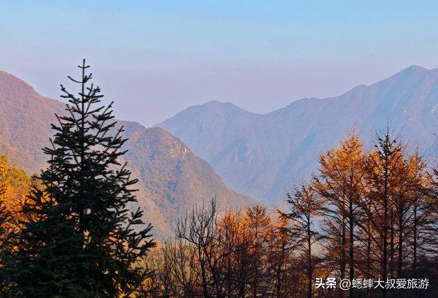 杭州自驾1小时，有个“秋日天花板”，满目金钱松，犹如童话世界