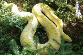 世界上最重的蛇，看完后浑身鸡皮疙瘩图片