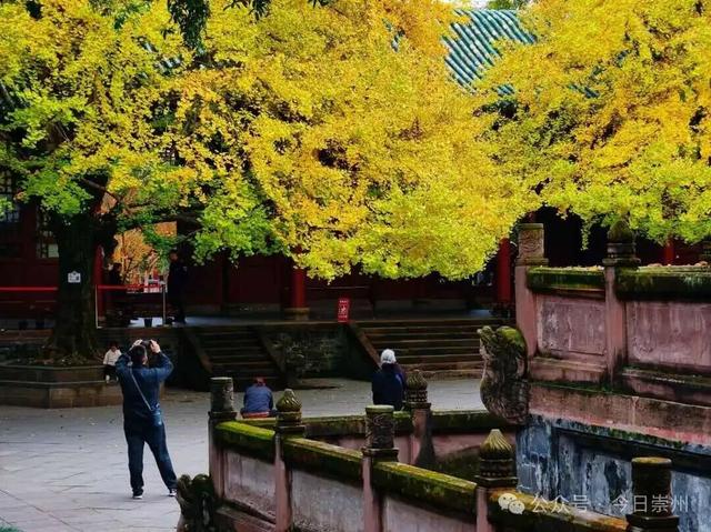 开始刷屏！🤩🤩 崇州罨画池迎来颜值巅峰