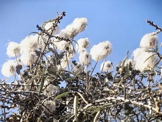 古丰初冬：雪粘褐野，甜裹寒枝