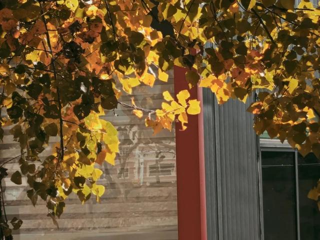 抬头！在寒冷的冬天再欣赏欣赏科院的秋吧