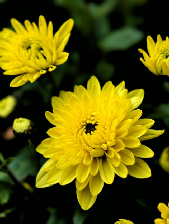 福州西湖公园2025年菊花展