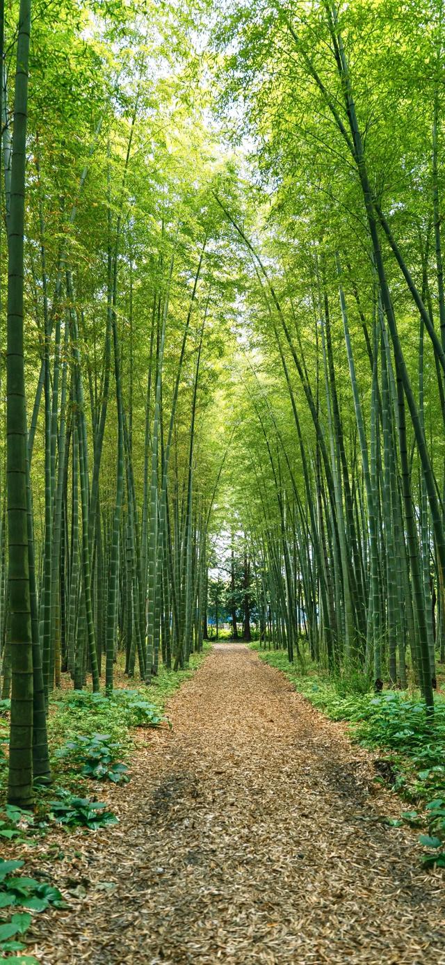 手机壁纸|山水风光美景，绿意盎然