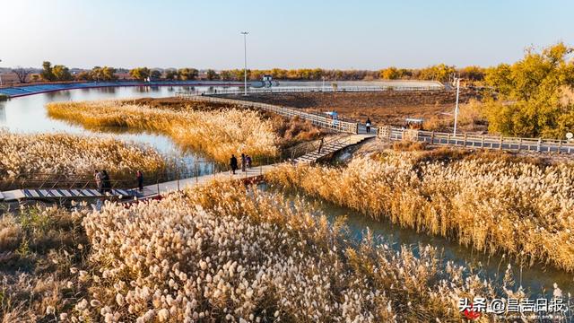 昌吉老龙河胡杨披金装 醉美秋景引客来