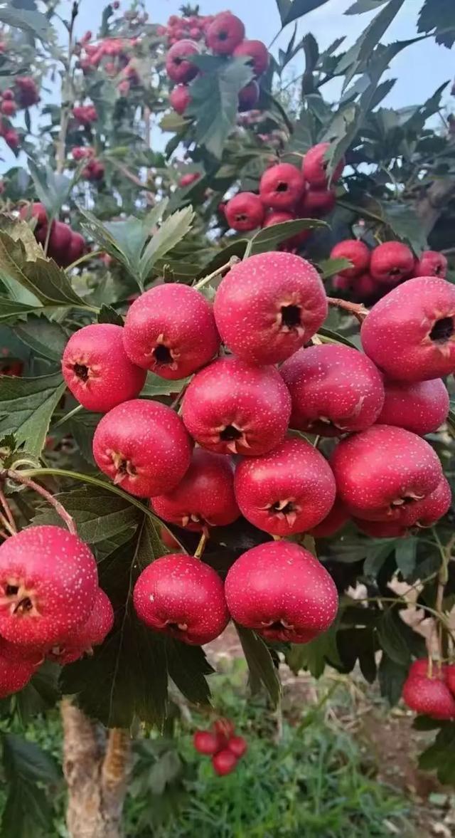 运城周末遛娃天花板！亲子采摘甜翻时光～