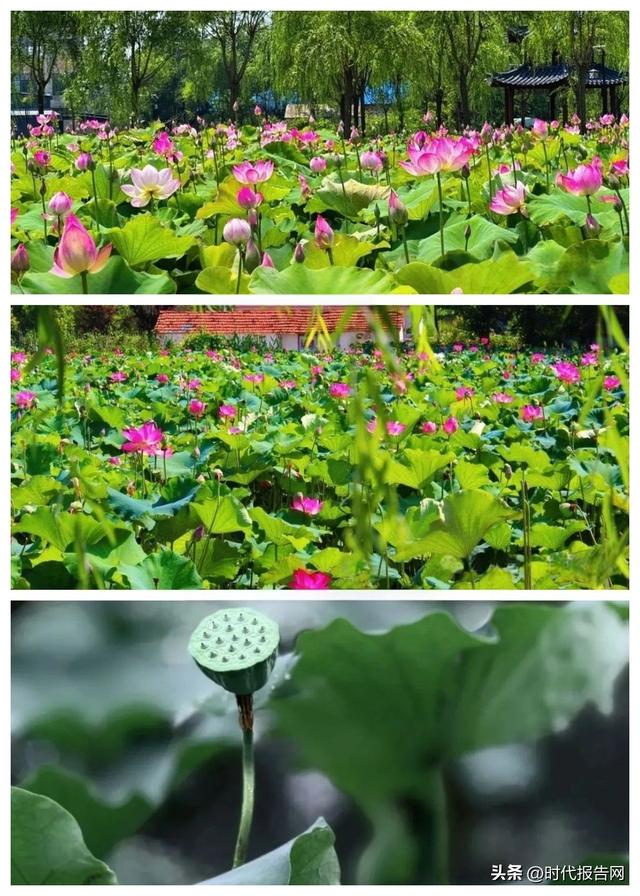 信阳市平桥区洋河镇：我的夏日记忆