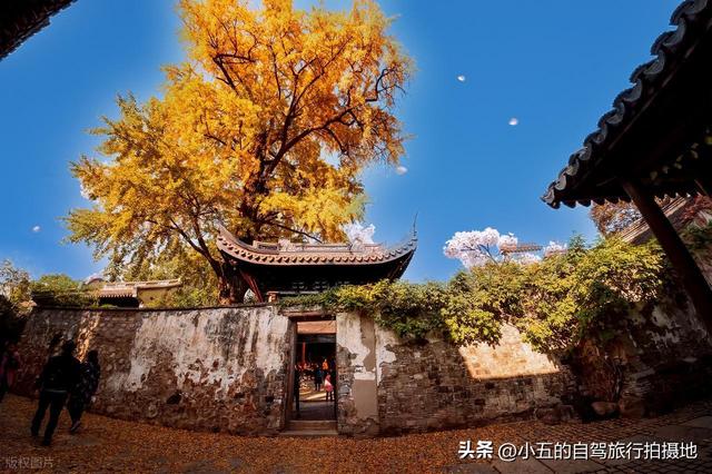 江浙沪 9 大赏秋地实测攻略！周末就能出发，红枫 / 银杏 / 水杉全吃透