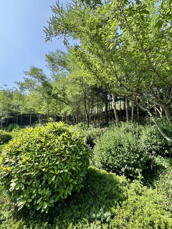一座藏在青岛主城区内的森林氧吧