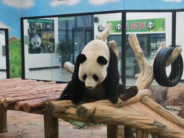 寒假遛娃不挨冻！室内游玩项目受宠